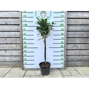 Vavrínovec lekársky (Prunus laurocerasus) ´ETNA´® - výška 90-100 cm, kont. C7,5L (-24°C) NA KMIENKU